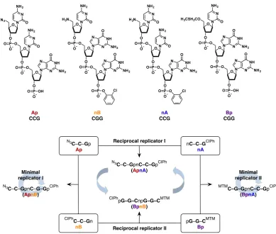Figure 1.10Multicyclic replicating network composed of four trinucleotides: Ap (CCG), nB (CGG),nA (CCG) and Bp (CGG)