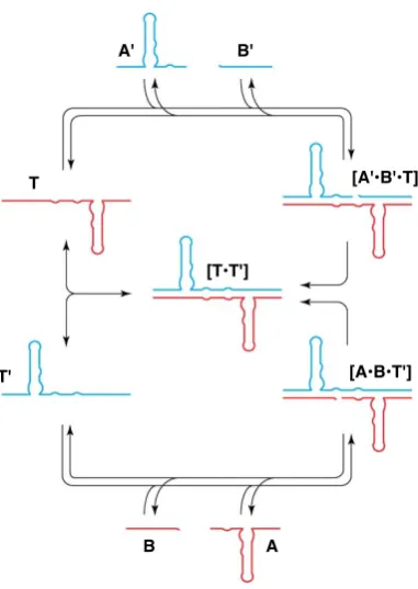 Figure 1.12 mediates the formation ofcatalytically-active ternary complexes [ to form RNA ribozyme from A’ and·B·T’� B’ T (red)