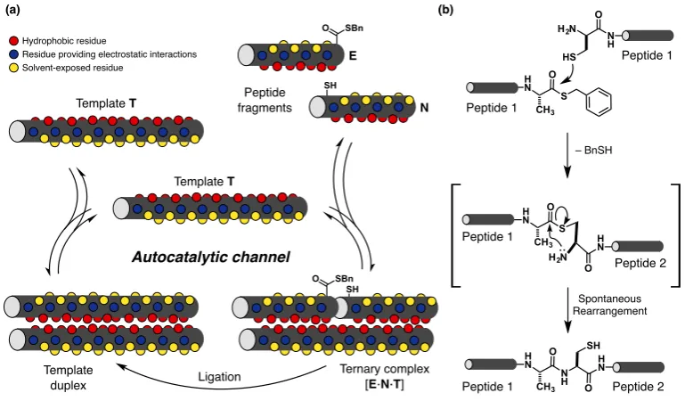 Figure 1.14(a) Schematic representation of peptide self-replication, where an electrophilic componentE and nucleophilic fragment N react through a bimolecular reaction to give template T