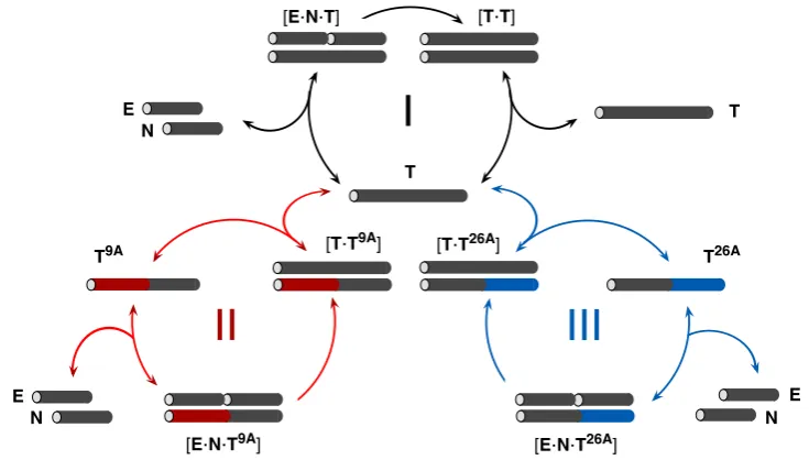 Figure 1.16Schematic representation of the recognition-mediated catalytic pathways active in an error-correcting, autocratic peptide network