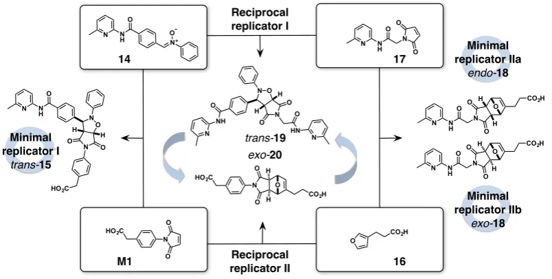 Figure 1.27A multicyclic replication network built from two maleimides, M1 and 17, nitrone 14 anda furan 16