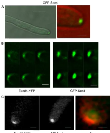 FIG. 2. Sec4 localizes to a apical spot distinct from the crescent of the exocyst components