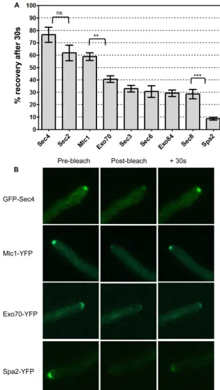 FIG. 3. Fluorescence recovery of Spitzenko¨rper, exocyst, and polarisome components. Strains expressing the indicated proteins fused to YFPor GFP (Sec4) were grown on surface agar concavity slides under hypha-inducing conditions for 90 min