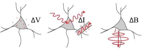 Fig. 1.Sensing modalities for measuring neural activity discussed in thisreview. (Left) Neural action potentials can measured based on changes inelectrical potential near the cell body, Section III