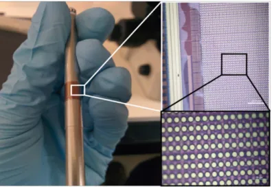 Fig. 2.Example of thin, ﬂexible CMOS electronics. When thinned belowtopographies like those in the brain to provide close contact with neural tissue.15 μm in thickness silicon electronics can bend and ﬂex to match complexHere we see a ﬂexible array of neural electrodes wrapped