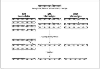 Figure 1.2: A simple diagram showing the pathways and the main intermediates of BER, NER and MMR