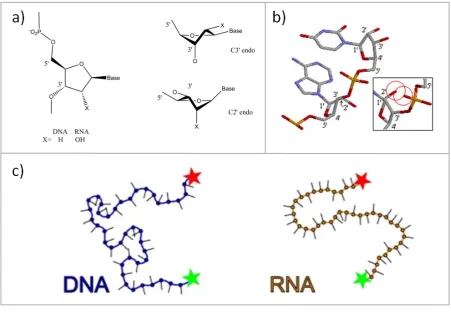 Figure 1.3: The structures of RNA (a) The difference between ribose and deoxyribose sugars is the 2’ hydroxyl group