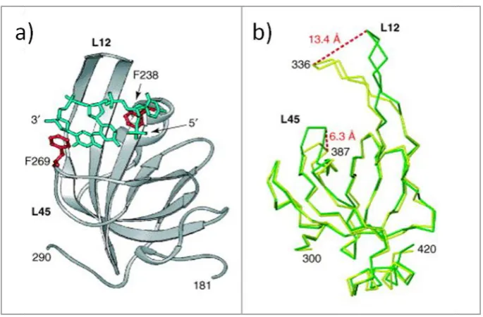 Figure 1.5: The structure of an OB fold from RPA.  (a) Crystal structure of an OB fold from RPA showing the bound ssDNA as a green stick model