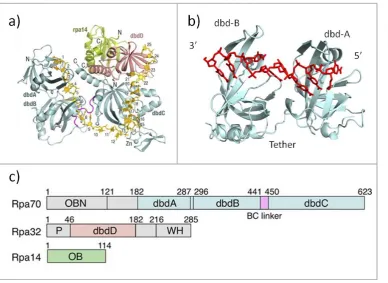 Figure 1.6: The structure and domain organisation of RPA. (a) The RPA from Ustilago maydis, bound to 32 nt ssDNA, showing the U-shaped conformation that the ssDNA is held in as it is bound to the RPA