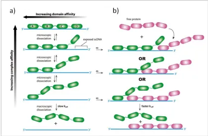 Figure 1.7: A cartoon of RPA binding to ssDNA and exchanging its position with another RPA protein