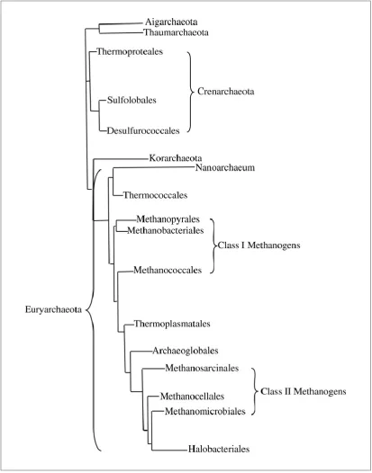 Figure 1.11: Phylogenetic tree showing the distinction between the 16SRNA sequences of the archaea