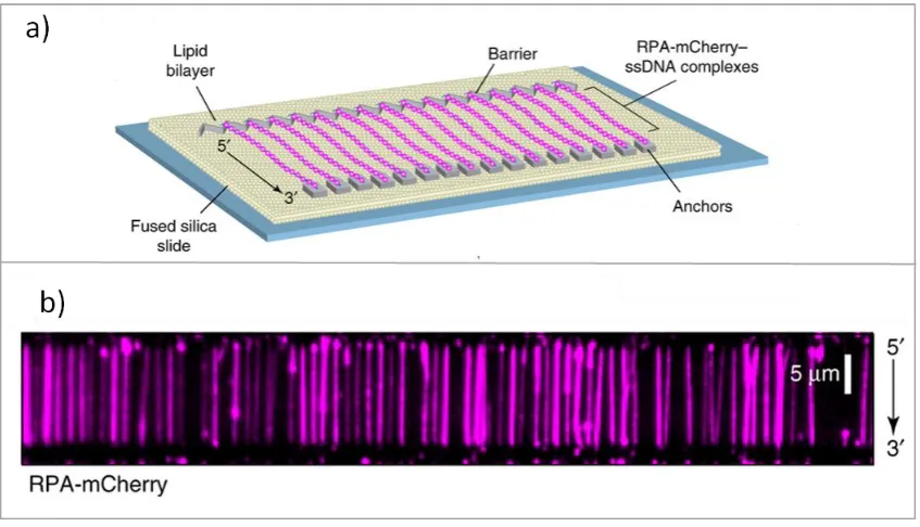 Figure 1.23: DNA curtains imaged using RPA tagged with m-Cherry.  (a) A schematic showing the experimental setup to produce (b) images of individual ssDNA molecules lying flat against the surface of a slide