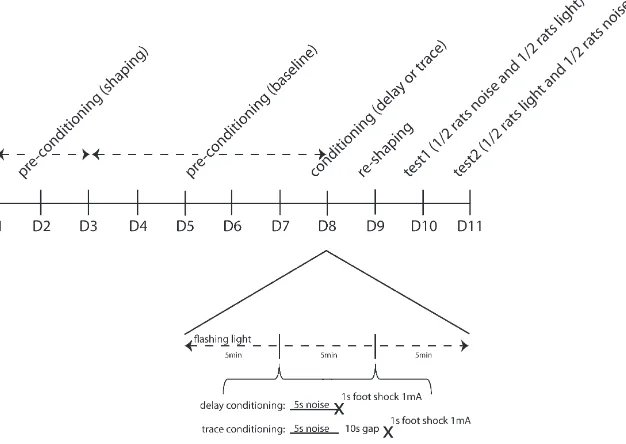Fig. 1. Timeline of the behavioral procedure from the ﬁrst pre-conditioning day (D1) through to the second test day (D11) with a more detailed representation of the timing of events onthe conditioning day (D8) shown in expanded format