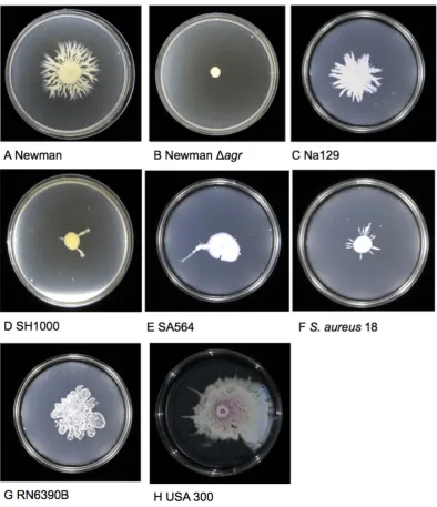 Figure 1. because they do not produce surfactant. The presented images are representative of 3 independent biological from RN6390B, and Newman consistently produced the most dendrites