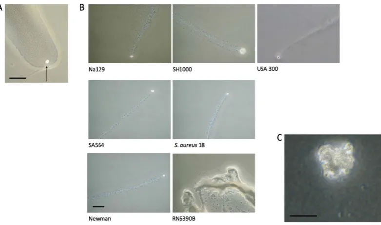 Figure 2. the strains that produced dendrites, dendrites were preceded by ‘comets’ of cells, a phase bright aggregate that had a trail of cells behind it leading back to the central colony (at did not produce comets