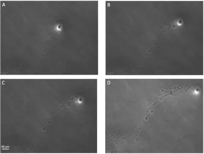 Figure 4. The comet cores are encased in a slime matrix. We used ESEM to observe the comets at high magnification without disrupting them