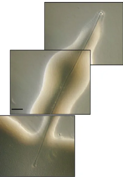 Figure 5. observe with a phase contrast microscope. These tracks started within the main mass of the colony and always ended in a comet core