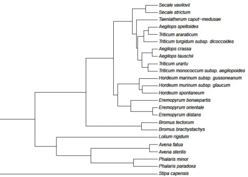 Fig. S1  Grass phylogeny for the 24 species used in our experiments, based on the two plastid markers ndhF and trnKmatK