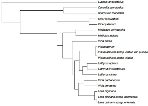 Fig. S2 Legume phylogeny for the 19 species used in our experiments, based on the plastid marker trnKmatK