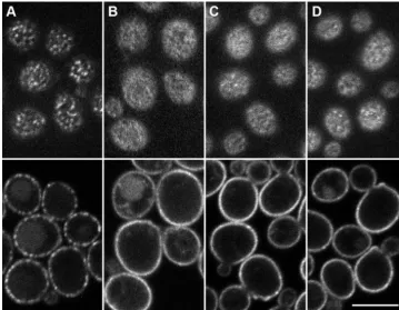 FIG. 4. The C-terminally truncated Nce102 does not localize toMCC. The plasma membrane distribution of C-terminally truncated