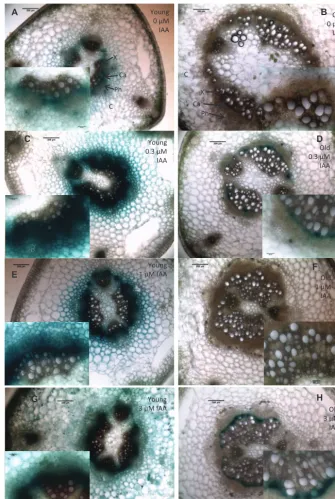 Fig. 8. DR5:GUS expression in the bases of young (A, C, E, G) or old (B, D, F, H) cuttings treated with 0 µM (A, B), 0.3 µM IAA (C, D), 1 µM IAA (E, F), or 3 µM IAA (G, H) and all stained at 24 h after cutting