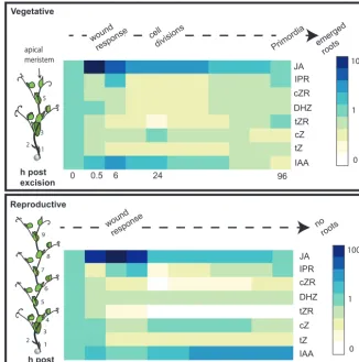Fig. 10. Trends in hormonal changes over time in cuttings from vegetative and reproductive plants