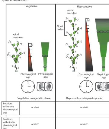 Fig. 1. Maturation status of a plant can be described in terms of ontogenetic phase, and physiological and chronological ages