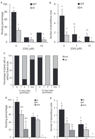 Fig. 4. GA deficient (flowering mutants at 14 and 22 d after germination compared with the le) cuttings produce less adventitious roots than wild type