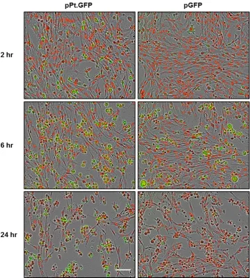 Figure 5.7. Ptilosarcus GFP expression in FMDV-transfected nuclear red BHK-21 cells. BHK-21_RFPNuc cell monolayers were transfected with pPt.GFP or pGFP replicon RNA, and fluorescent images captured at 2 hr intervals over a 24 hr period using the IncuCyte 