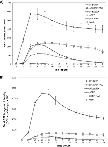 Figure 5.8. Time course of Ptilosarcus GFP expression in FMDV-transfected BHK-21-RFPNuc cells