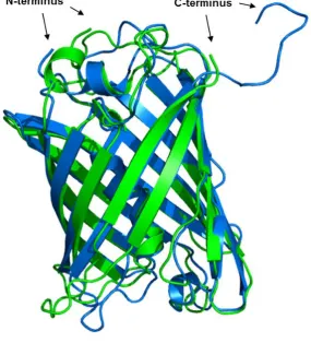 Figure 5.9. Structure of Aequorea GFP and predicted structure of 