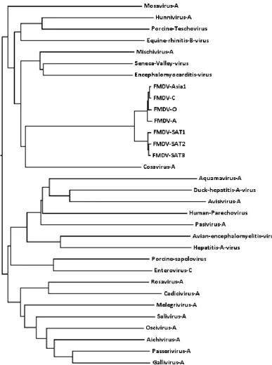 Figure 1.1. Relationship between picornavirus 3D polymerases of the genus 
