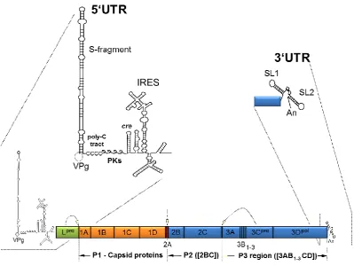 Figure 1.2. Schematic representation of FMDV genome organisation. The 