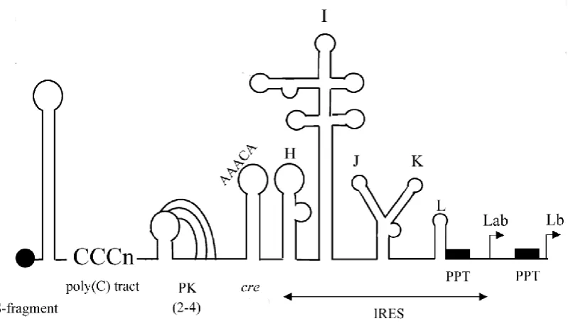 Figure 1.3. Structural elements within the 5’ UTR of FMDV. Detailed schematic representation of the structured regions predicted to be present within the 5’ UTR