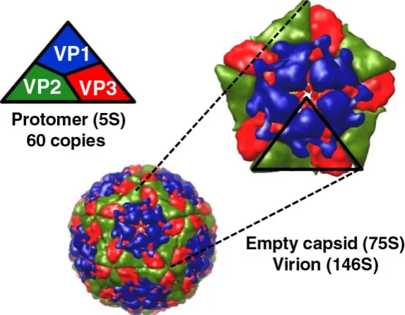 Figure 1.4. FMDV virion structure. The structural proteins 1A (VP4), 1B (VP2), 1C (VP3) and 1D (VP1) arrange into protomeric and pentameric units