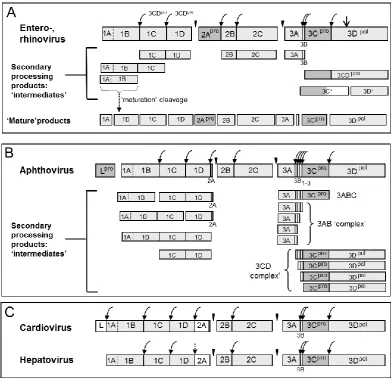 Figure 1.5. Polyprotein processing within the picornaviruses. Primary (black triangles) and secondary cleavages mediated by 3Cpro (rounded arrows) are shown