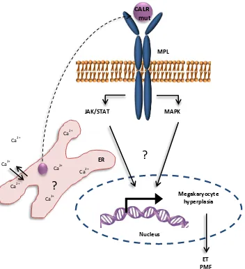 Figure 7. CALR mutant oncogenic activity. 