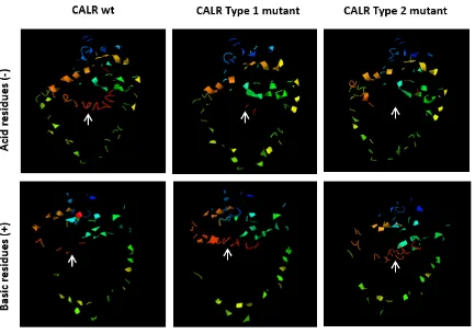 Figure 14. Analysis of acidic and basic residues location within the 3D structural models of CALR WT, type  1 and type 2 mutations