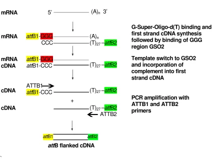 Figure 4.4.b. attB flanked cDNA synthesis using SMART™ cDNA PCR amplifiction method. 
