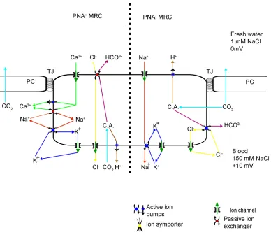 Figure 2.3.a.  Freshwater adapted gill epithelial model.  The morphologically identical mitochondria-rich cell subgroups, identified by their ability to bind peanut lectin, have distinct functions