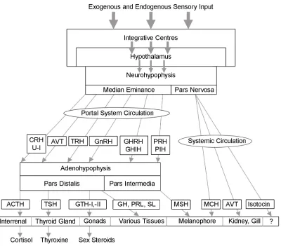 Figure 2.6.a.  Hierarchical overview of the response to sensory input via the hypothalamo-hypophysial axis resulting in an endocrine cascade to peripheral glands and tissues