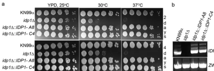 FIG. 1. C. neoformans IDP1completely restored in complemented strains. Tenfold serial dilutions of cell suspensions of wild-typetemperatures