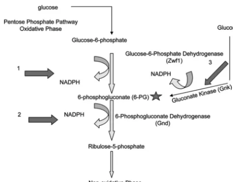FIG. 8. Possible cytosolic sources of NADPH in C. neoformansNADPH is produced during the oxidative phase of the pentose phos-phate pathway after glucose is converted to glucose-6-phosphate,which is then converted to 6-phosphogluconate (6-PG) by glucose-6-p