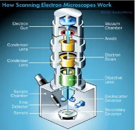 Fig. 2.15 Diagram of the key components of a scanning electron microscope [19]