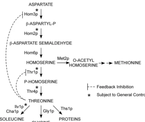 FIG. 1. Threonine biosynthetic pathway.