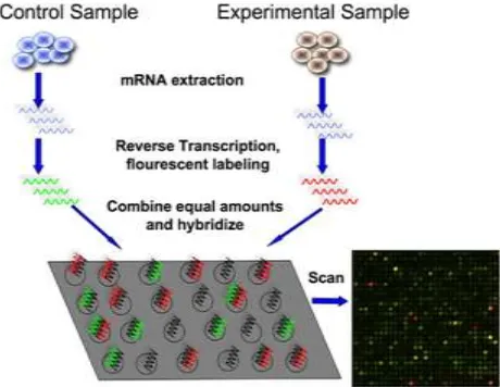 Fig. 1  Working of a DNA Microarray Technology 
