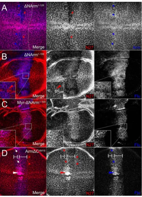Figure 9. Strength of association of Armadillo with the