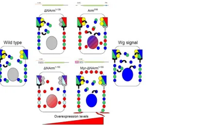 Figure 15. Theoretical model of the localization and interactions of wild type and mutant forms of Armadillo and E-Cadherin