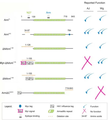 Figure 1. Armadillo UAS constructs used and their proposed function in AJs and Wingless signalling