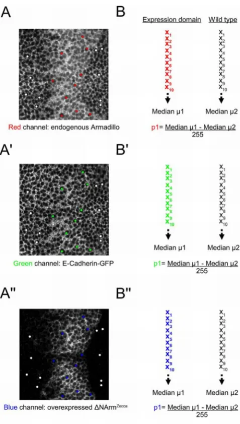 Figure 3. Example illustrating the quantification methoddeveloped to compare changes in Armadillo protein levels insubtracted fromwhite spots highlight the data points outside the domain of expressionused to remove ‘‘background noise’’, as the nuclei are e